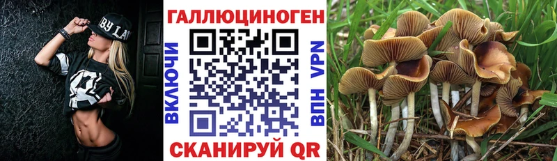 купить   Ревда  Псилоцибиновые грибы Cubensis 